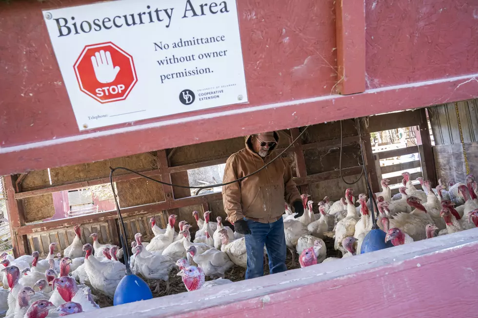 Confirmed Case of Bird Flu Found in Benton County Flock