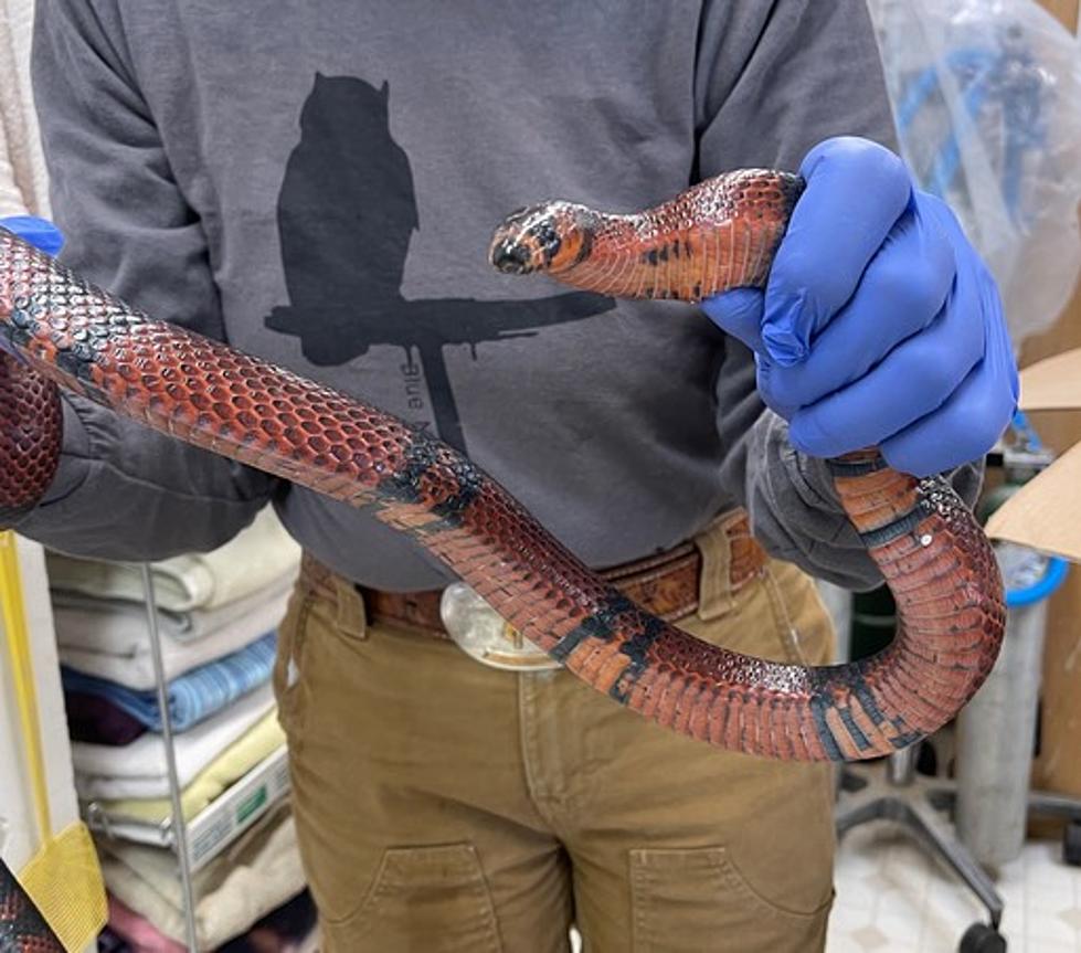 Snake Discovered In Hermiston Goodwill Donation Box