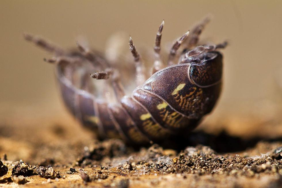 Rollie Pollie? Pill Bug? Potato Bug? They're the Same and Cool!