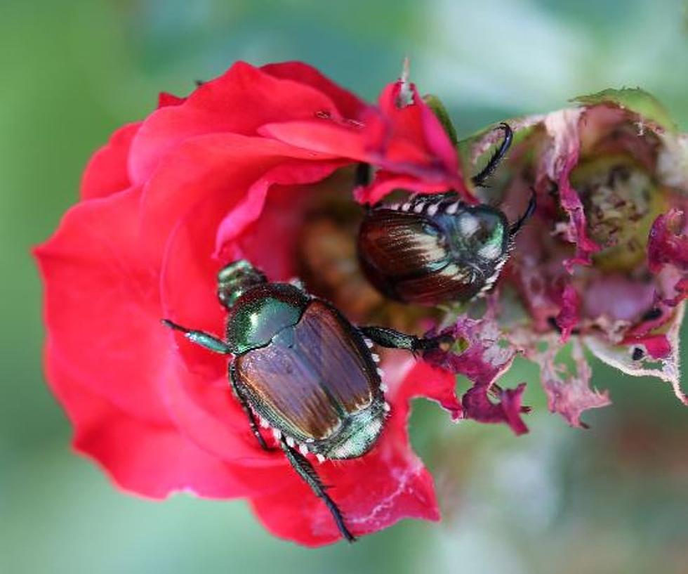 Japanese Beetle Rears Ugly Green Head in Franklin County