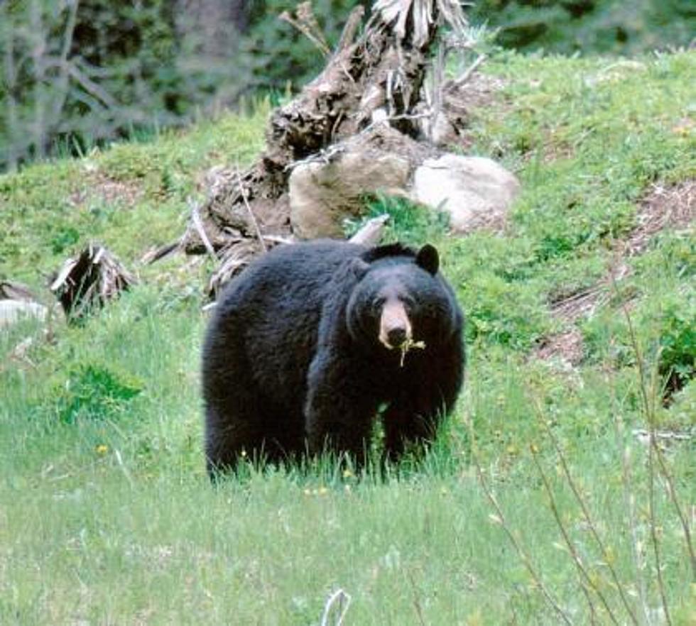 Petition To Return Spring Bear Hunting in Washington Denied