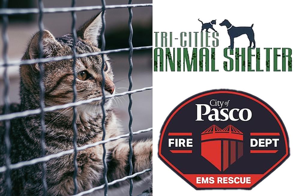 Huge Pasco Pet Adoption Event Pairs Felines and Firefighters