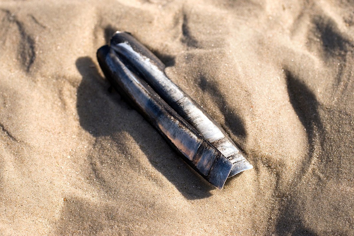 Razor Clam Season in Washington Opens, but Sees Some Delays