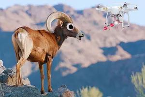 High-Tech Conservation: Drones Take Flight to Monitor Bighorn Sheep in Washington