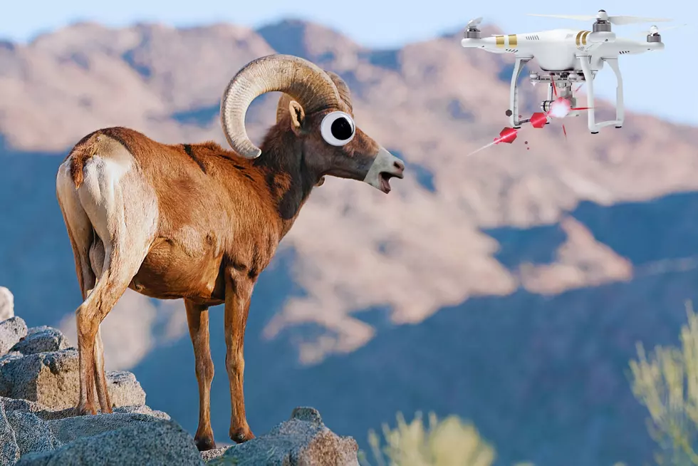 High-Tech Conservation: Drones Take Flight to Monitor Bighorn Sheep in Washington