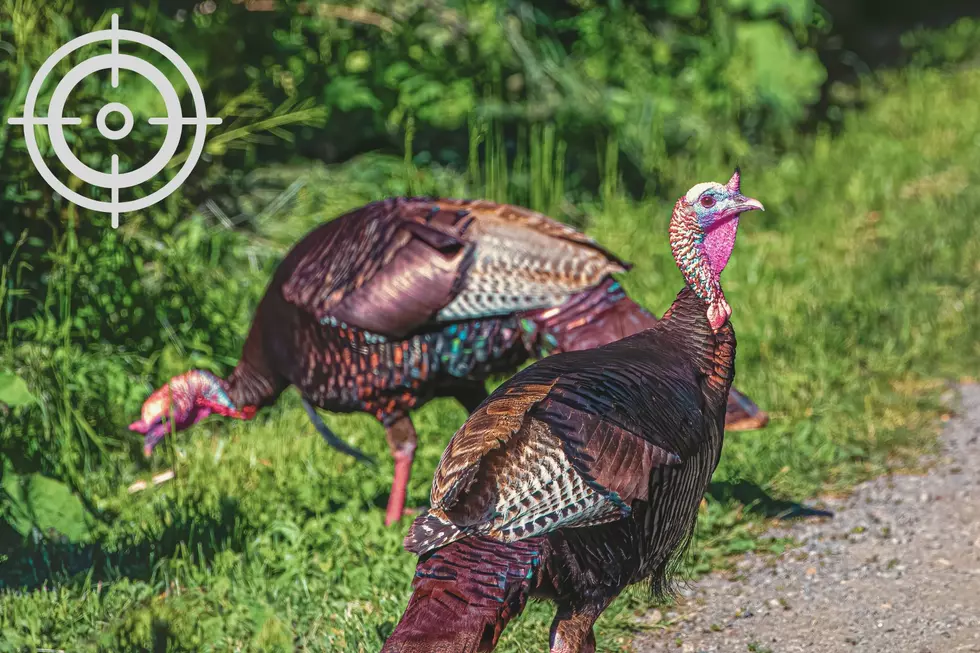 Hunting Turkey This Year? Remember Your Mandatory Training