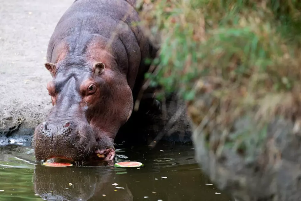 Woodland Park Zoo Mourns Loss of Beloved Hippo, Water Lily