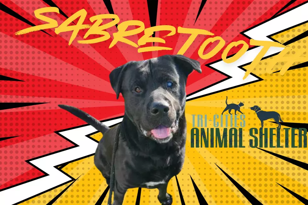 Meet Sabretooth…Our Tri-Cities Animal Shelter Pet of The Week