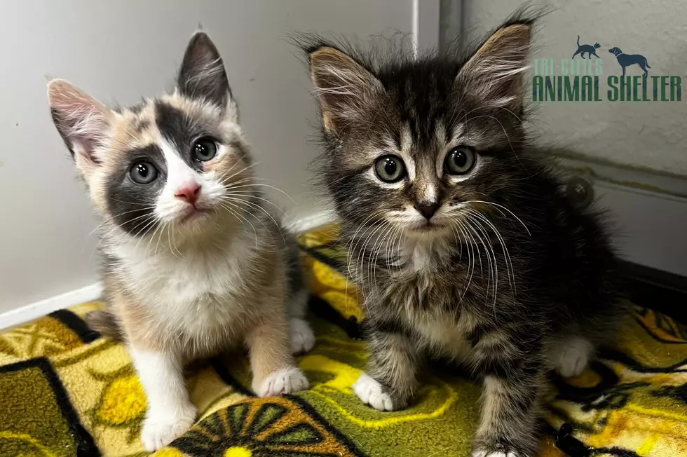 Meet Bingo &#038; Roulette…Our Tri-Cities Animal Shelter Pets of The Week