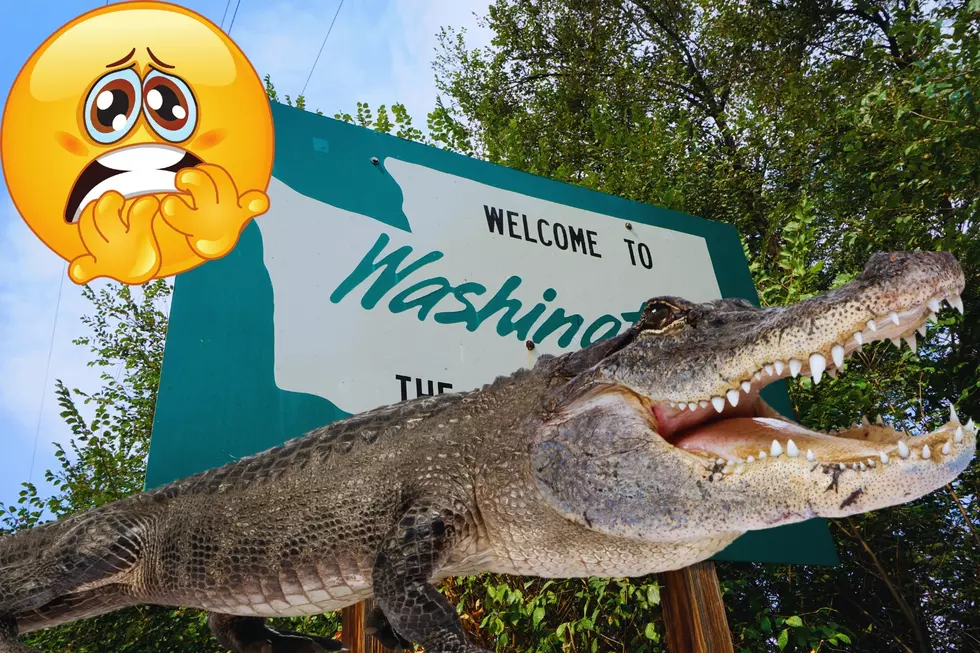Gator on the loose in Washington!