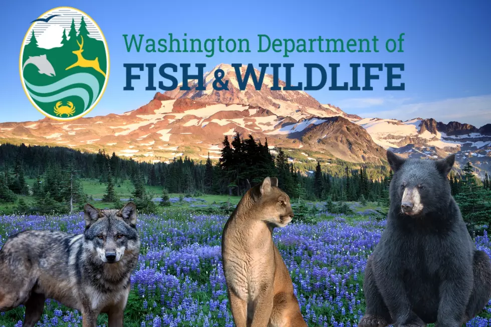 Washington Fish and Wildlife Carnivore Talk!