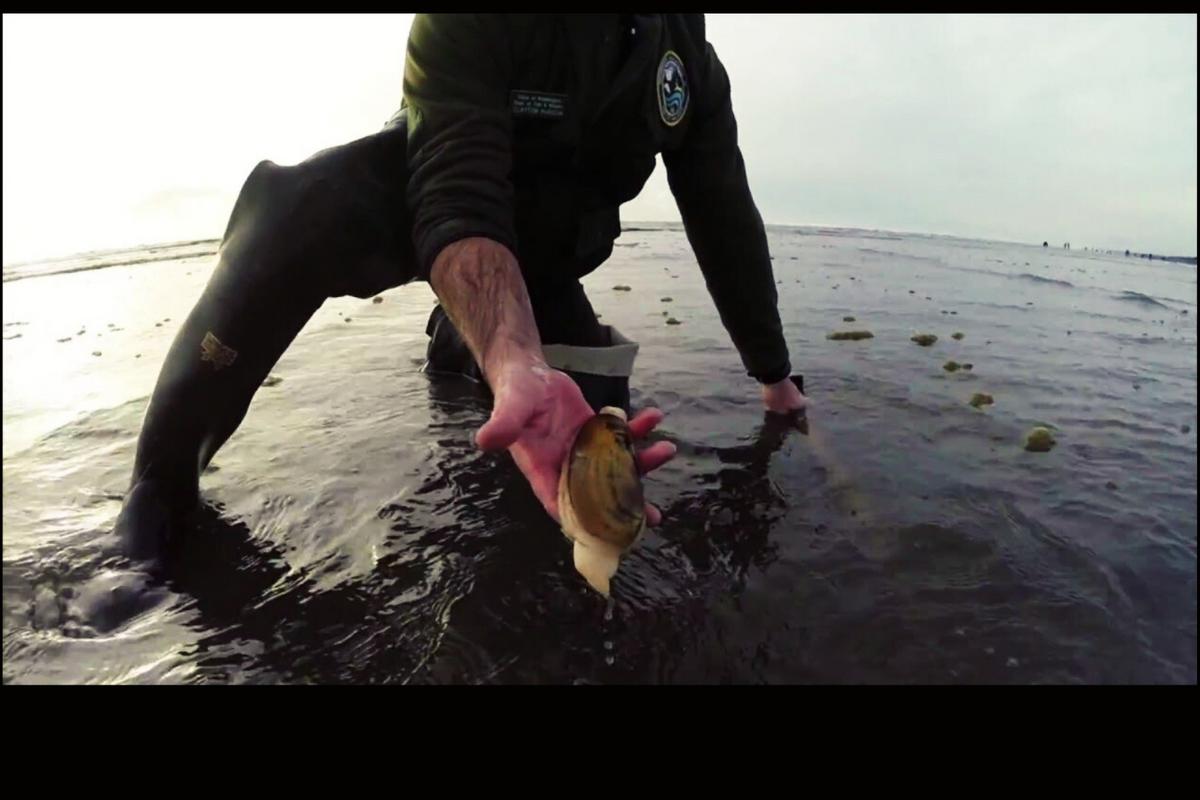 WDFW Approves Razor Clam Digs: Dates, Locations, And Tips Reveale