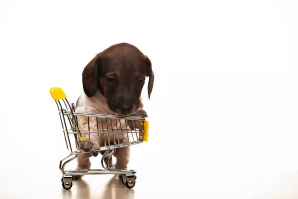 ¿Es legal la compraventa de mascotas aquí en tri-cities?