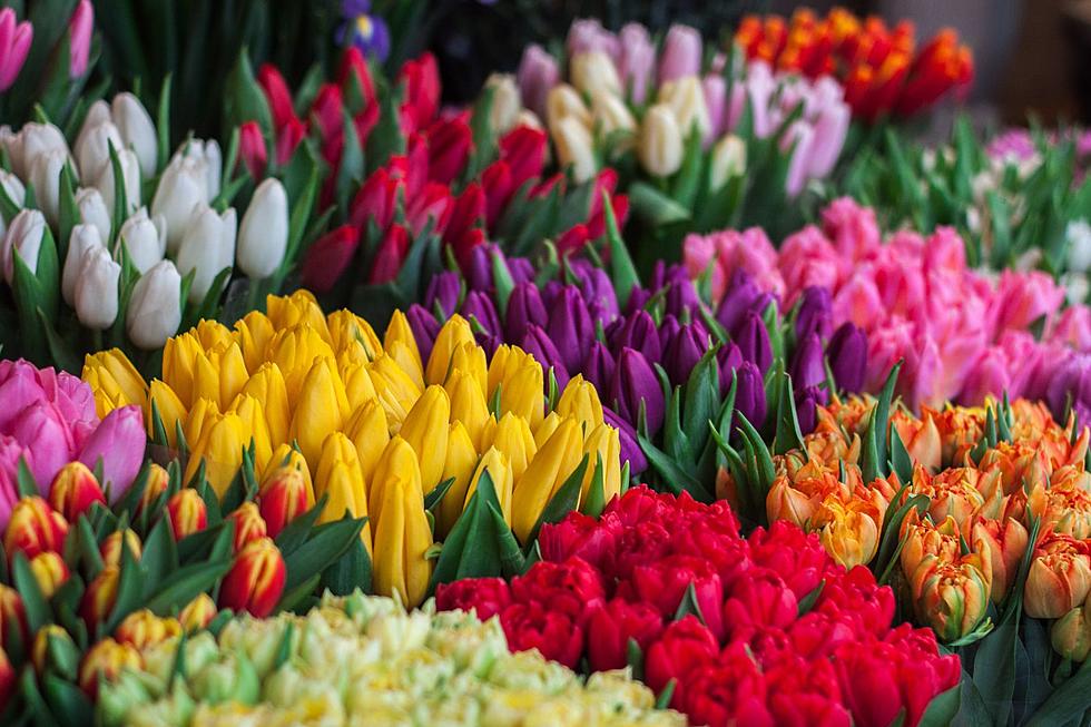 El colorido de los tulipanes de Washington
