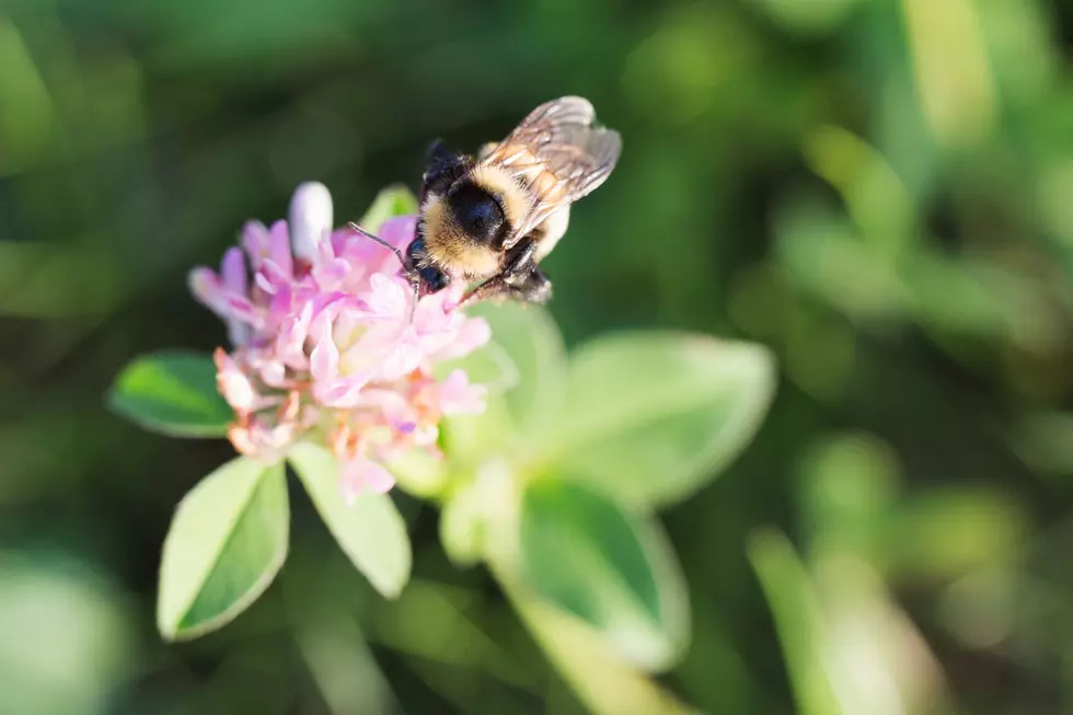 Las abejas un factor importante en la alfalfa de Oregon