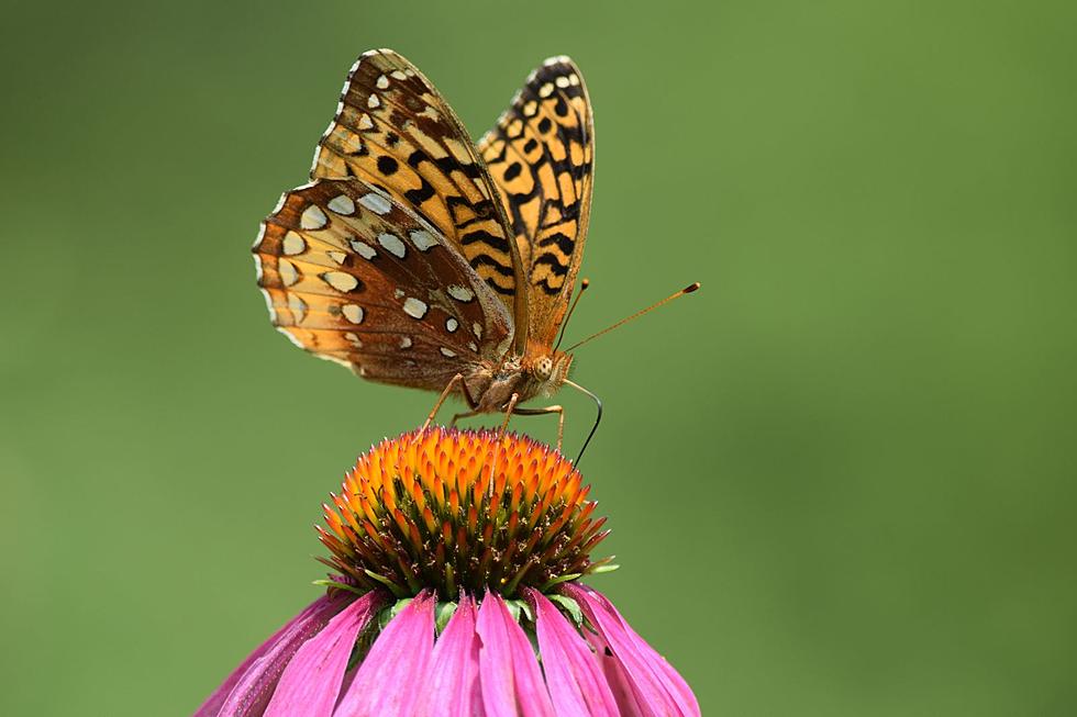 Las mariposas grandes de lentejuelas son vistas en Oregón