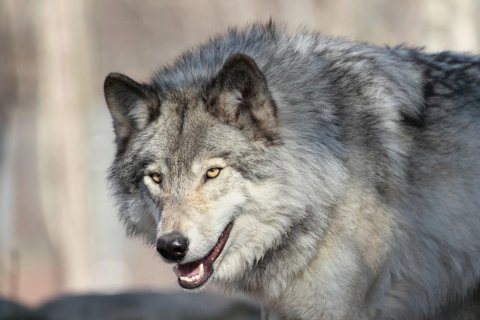 El último lobo gris en Oregón fue asesinado en 1946