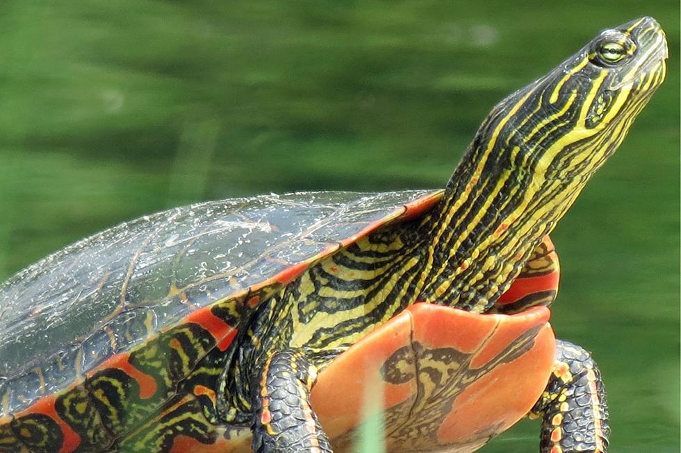 La tortuga pintada occidental en el territorio de Oregón