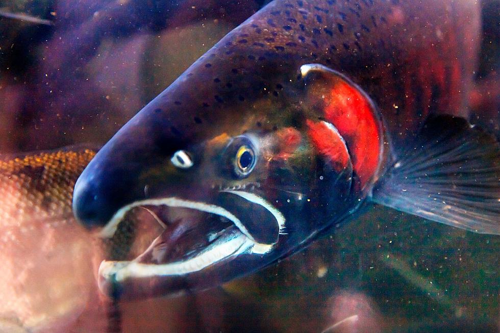 El salmón coho de Oregón comienza su vida en los ríos y arroyos de nuestro estado