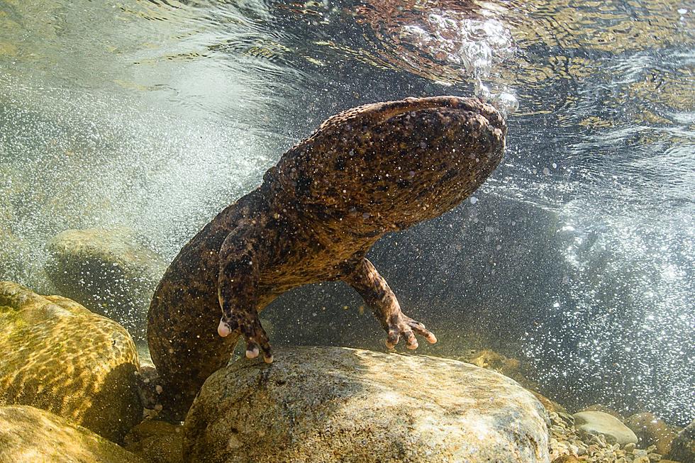 La salamandra gigante es nativa de Oregón