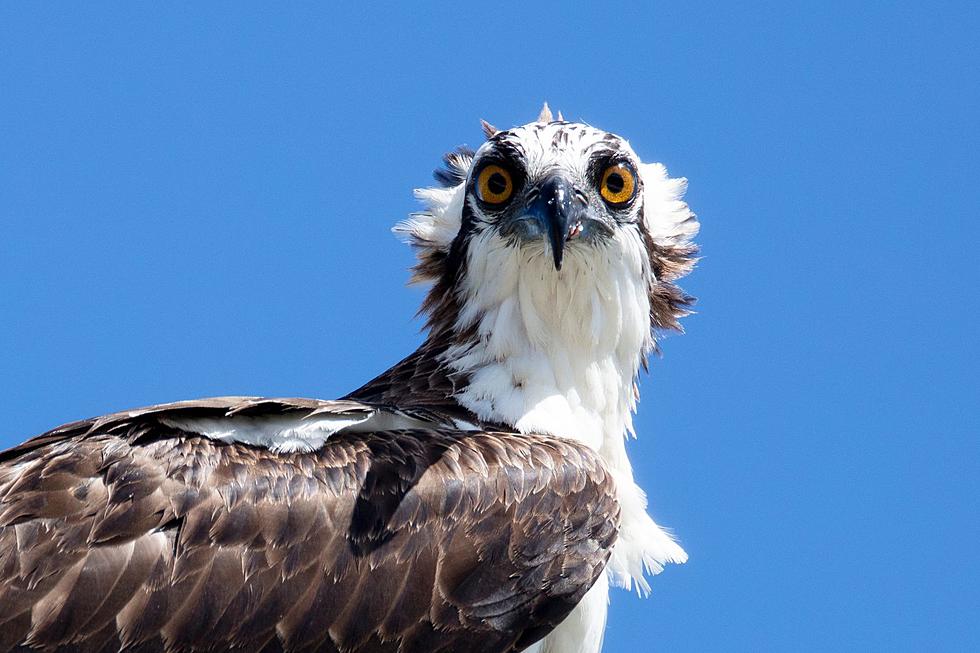 Las águilas pescadoras emigran a Oregón