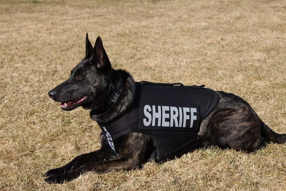 Chelan County Sheriff’s K-9 Recovering After Surgery