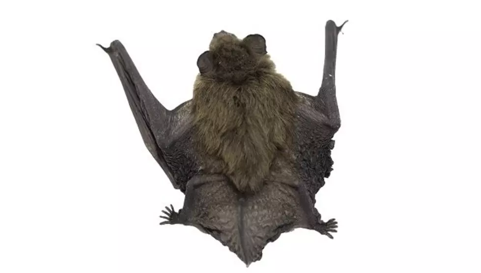 Rabid Bat Found Near Waterville