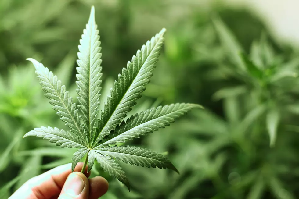 Douglas County Proposing Change to Setback Rules for Marijuana Growers