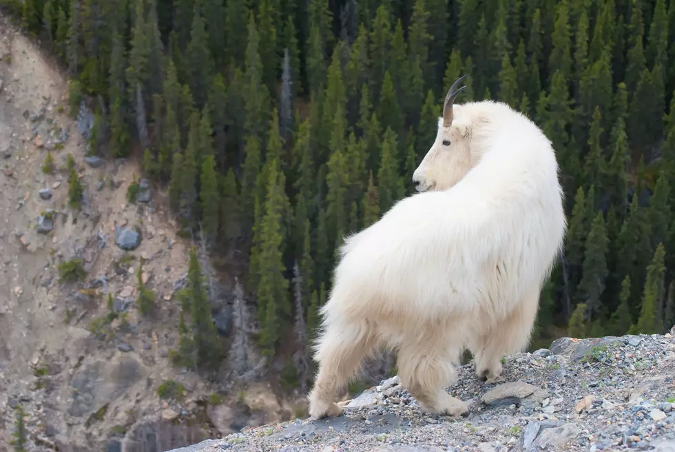 First Stage of Mountain Goat Translocation to Northern Cascades Complete