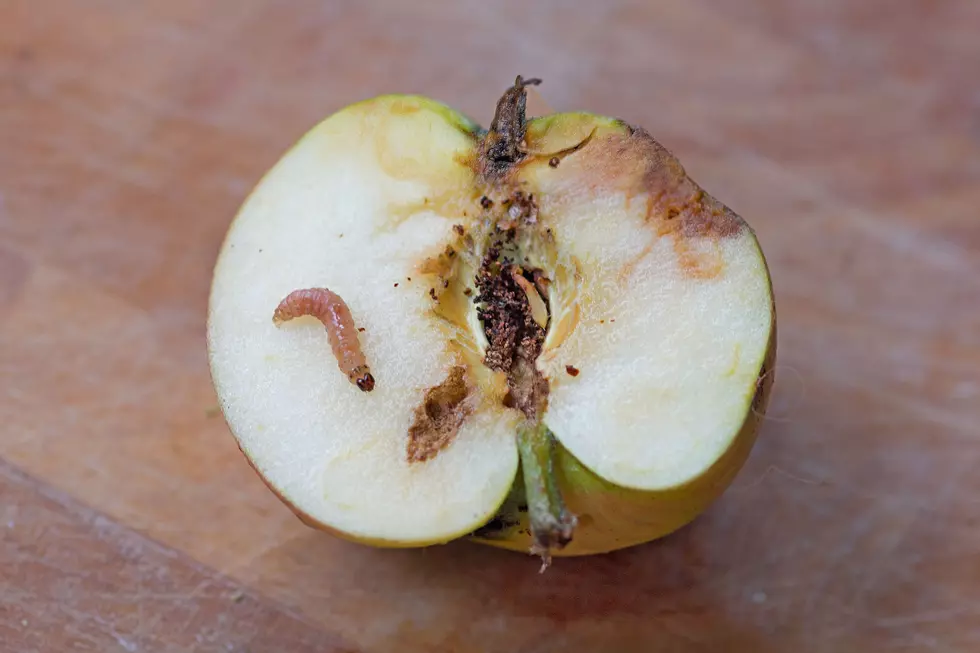 Apple Maggot Quarantine Expanded to Methow Valley