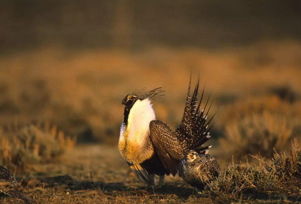 Sage Grouse Changing from Threatened to Endangered