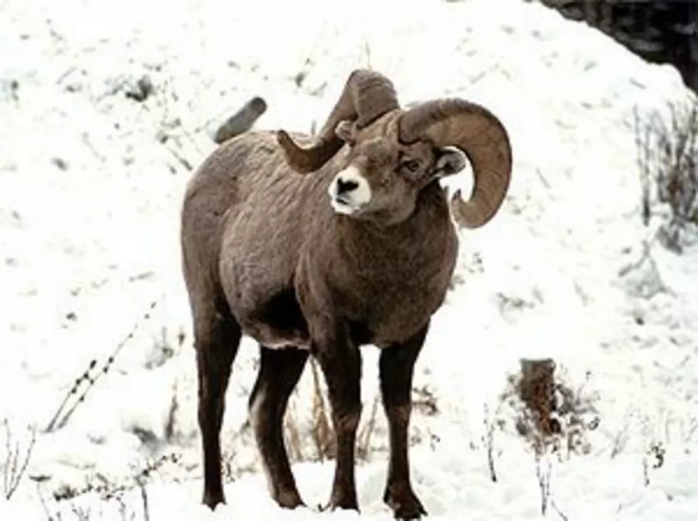 WFDW Seeks Public Comment On Domestic Sheep Ban In Chelan Bighorn Area