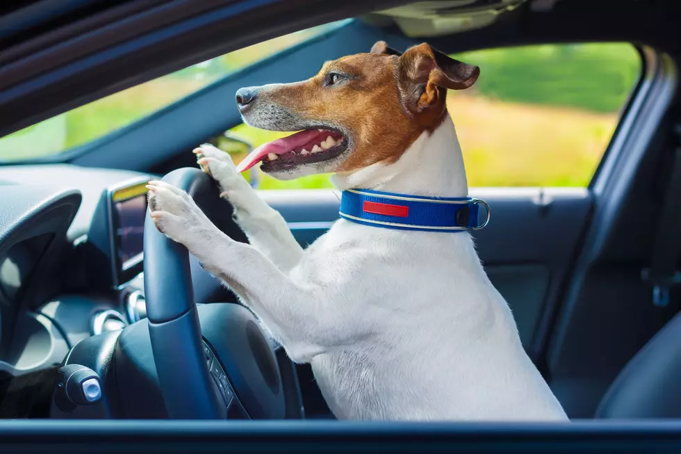 ‘Dogs in Hot Car’ Reports on the Rise as Weather Heats Up