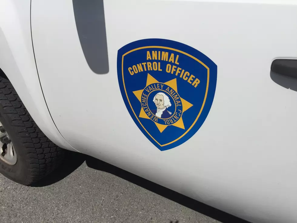 Wenatchee Animal Control Seeking Dogs Responsible for Attack