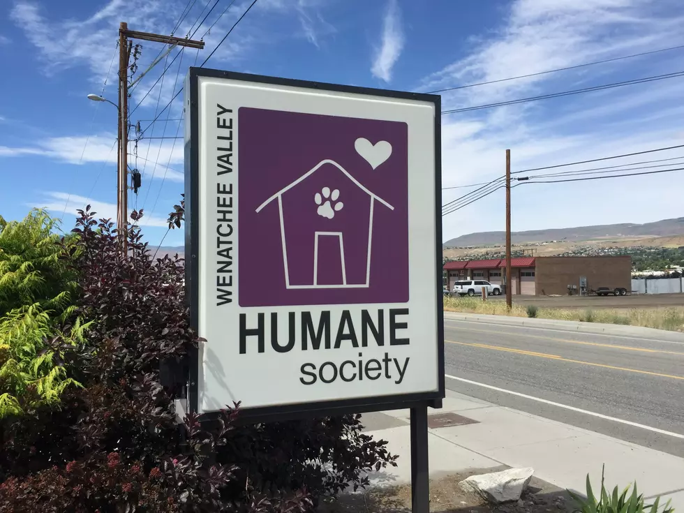 Wenatchee Humane Society Nearing Full Capacity