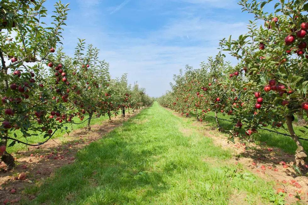 Local Students Encouraged to Participate in Year of the Apple Art Contest