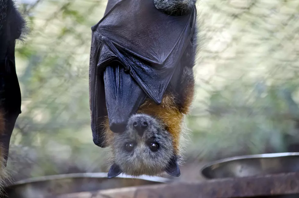 Fatal Fungal Bat Disease Found in Chelan County