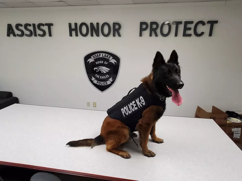 Soap Lake Police K9 Billy Getting Armor