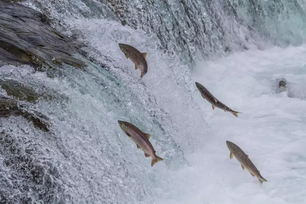 State Issues Forecast for Summer Salmon Returns