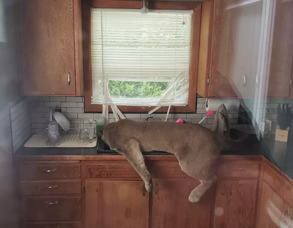 Cougar Tranquilized in Home After Venturing Through Ephrata