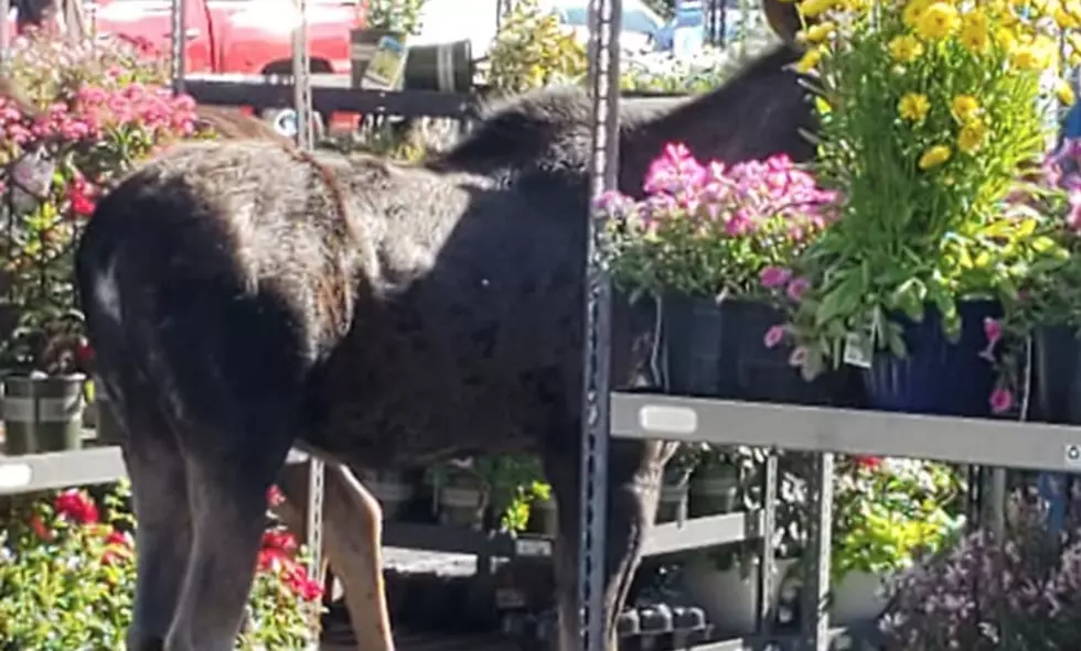 Moose Visit Lowe&#8217;s Garden Center in Wenatchee Tuesday