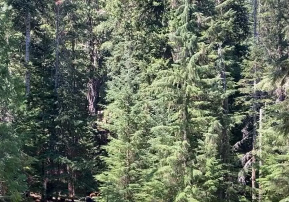 Chelan County To Perform Special Projects In National Forest