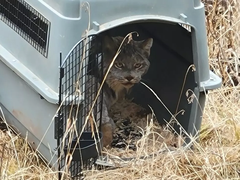 Colville Tribe Works to Relocate Lynx to Washington State from Canada