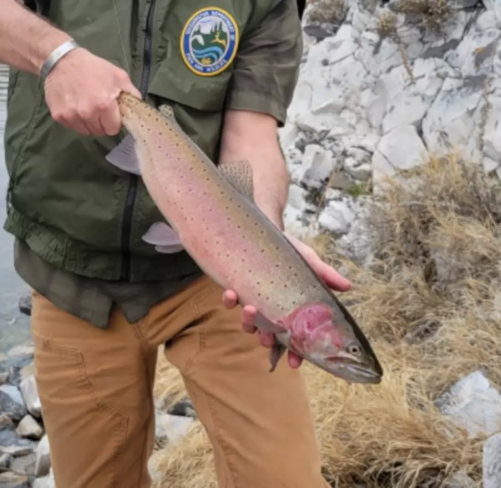 State to Conduct Research on Unusual Trout That Thrives in Grant County Lake