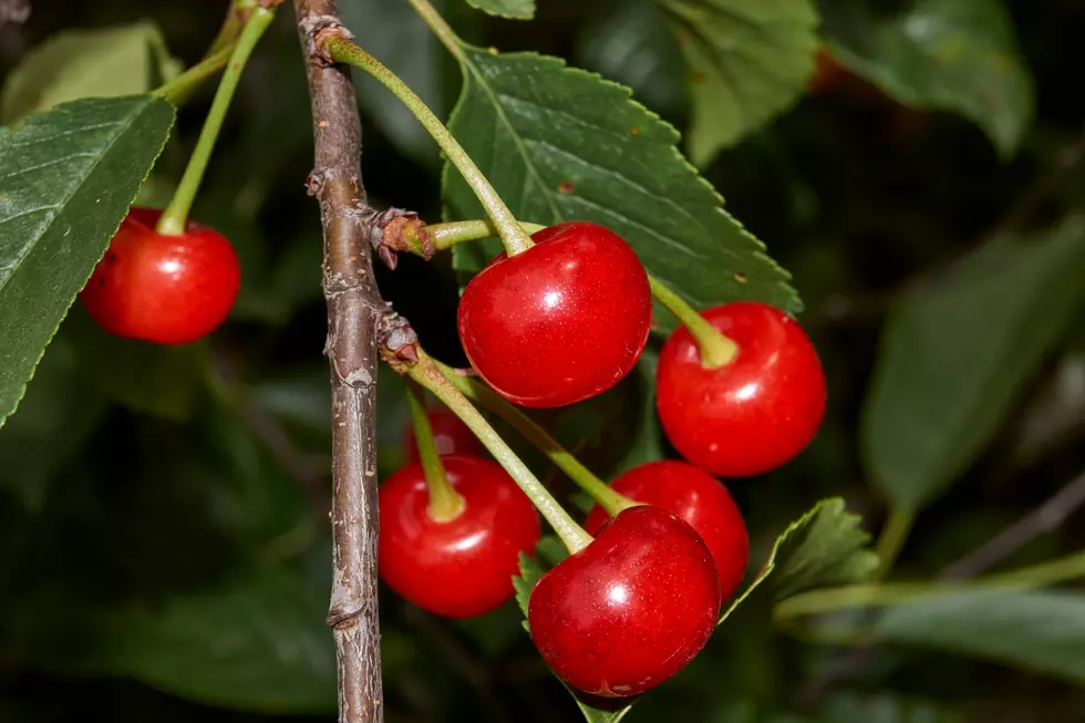 Experts Predict 35% Drop in Cherry Harvest