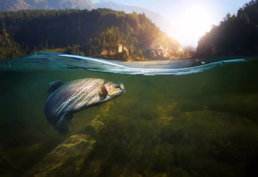 Leavenworth Fish Hatchery Reveals New Water Filtration Tanks