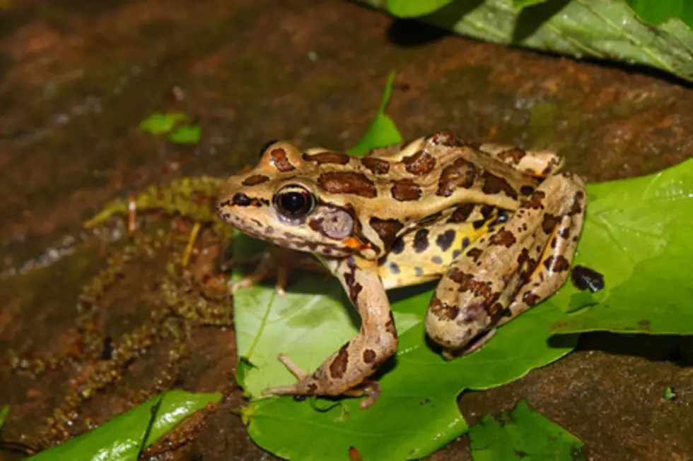 Endangered Leopard Frogs Released in Grant County