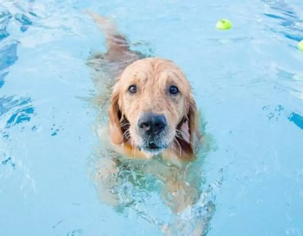 Wenatchee City Pool Hosts Doggie Paddle Swim!
