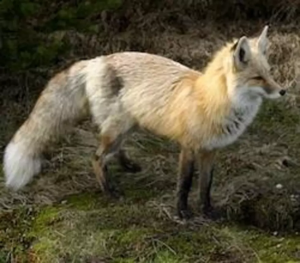 The Department of Fish and Wildlife Pushes to put the Cascade Red Fox on the Threatened Species List