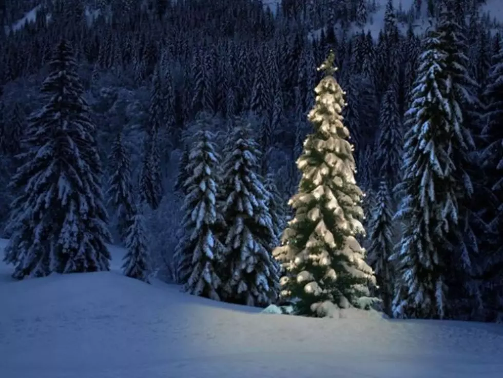 Christmas Tree Cutting Season On In Okanogan-Wenatchee Forest